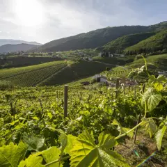Colline verdi con vigneti terrazzati, case sparse e montagne sullo sfondo. Un paesaggio che evoca la cura e il rispetto per la terra, ideale per un vino sostenibile.