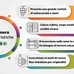 Caratteristiche del Pinot nero: grande varietà, colore rubino, acidità vivace, terreni calcarei e invecchiamento in rovere. Un vero gioiello, forse il miglior Pinot nero italiano.