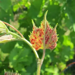 Foglia di vite con macchie rosse, sintomo della fillossera della vite.