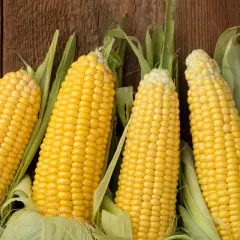 Quattro pannocchie di meliga cereale dorata, pronte per essere gustate, su uno sfondo di legno rustico.
