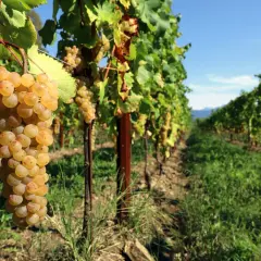 Grappolo di Ribolla Gialla matura, simbolo dell'origine di un vino bianco friulano.