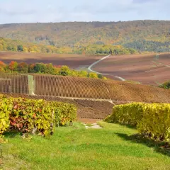 Vigneti dorati e rossi si estendono a perdita d'occhio, un paesaggio autunnale che evoca la magia della champagne regione.
