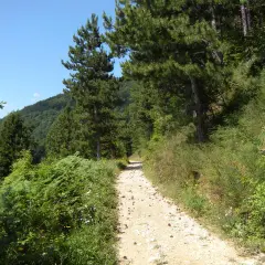 Sentiero sterrato sul monte Penice, tra pini e vegetazione rigogliosa, sotto un cielo azzurro.
