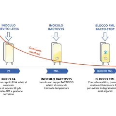 Diagramma che illustra le fasi di fermentazione malolattica: inoculo lievito, inoculo batteri e blocco FML.