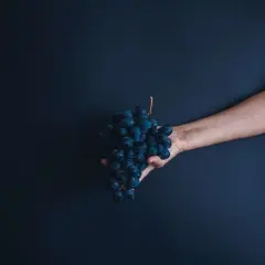 Mano che offre un grappolo di uva scura, un'immagine che evoca la Madonna dell'uva.