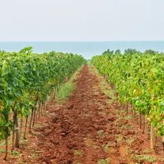Vigneto di malvasia istriana con il mare all'orizzonte. Il terreno rosso e le viti rigogliose promettono un ottimo raccolto.