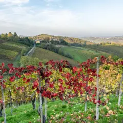 Vigneti con foglie rosse e gialle in autunno, con dolci colline e case sparse, un paesaggio tipico di Canneto Pavese.