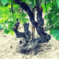 Un antico piede franco di vite, con tronco contorto e foglie verdi rigogliose, emerge da un terreno sabbioso.