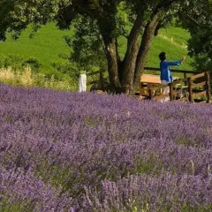 Un campo di lavanda profumata, con due persone che ammirano il panorama. Un luogo di fortunago e serenità.