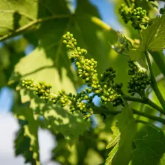 Grappoli di piccoli acini verdi, promettendo future vendemmie. Le foglie della vite creano ombre danzanti, mostrando le fasi fenologiche della vite.