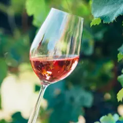 Calice di vino rosato tra le foglie di vite, un assaggio del processo di wine making.