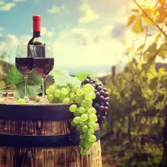 Botti di legno, bicchieri di vino rosso e grappoli di uva rara, bianca e nera, in un vigneto al tramonto.