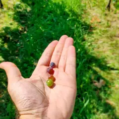 Hand holding four small grapes of different colors against a blurred green background.