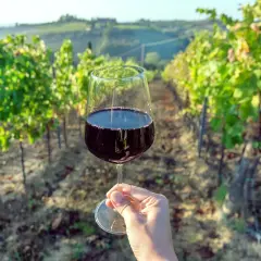 Un bicchiere di vino rosso in una mano, con la vite che si estende sullo sfondo di un vigneto toscano al tramonto.