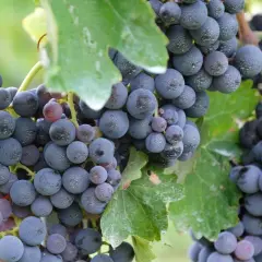 Grappoli d'uva scura, con sfumature violacee e rosate, mostrano la piena maturazione fenolica. Le bacche sono ricoperte da una leggera pruina, segno di freschezza.