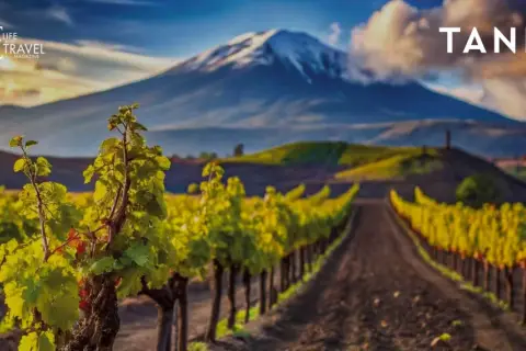 Vigneti rigogliosi ai piedi dell'Etna, un paesaggio iconico per i vini Sicilia. Tannico.