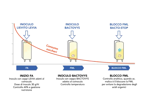 Fermentazione Malolattica - Guida Completa per Vini Perfetti