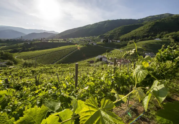 Colline verdi con vigneti terrazzati, case sparse e montagne sullo sfondo. Un paesaggio che evoca la cura e il rispetto per la terra, ideale per un vino sostenibile.