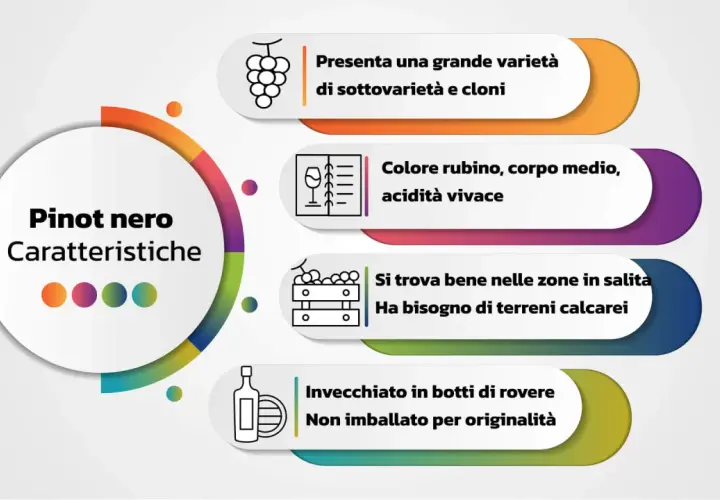 Caratteristiche del Pinot nero: grande varietà, colore rubino, acidità vivace, terreni calcarei e invecchiamento in rovere. Un vero gioiello, forse il miglior Pinot nero italiano.