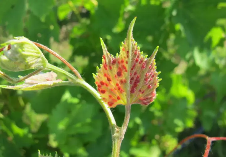 Foglia di vite con macchie rosse, sintomo della fillossera della vite.