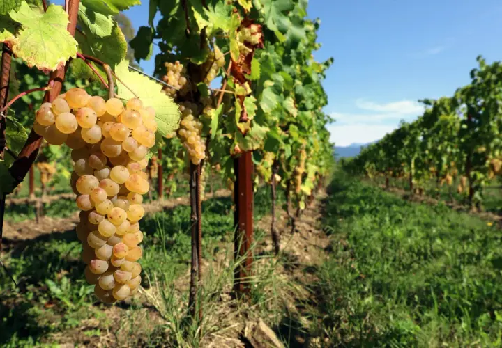 Grappolo di Ribolla Gialla matura, simbolo dell'origine di un vino bianco friulano.
