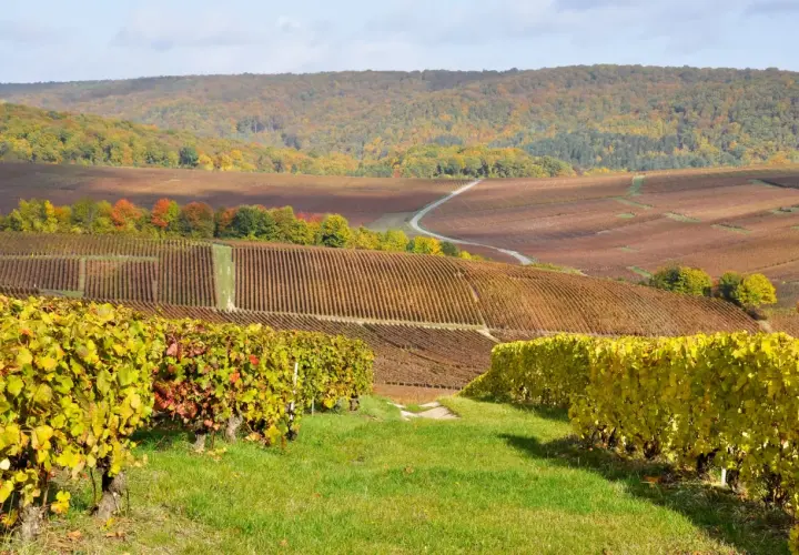 Vigneti dorati e rossi si estendono a perdita d'occhio, un paesaggio autunnale che evoca la magia della champagne regione.