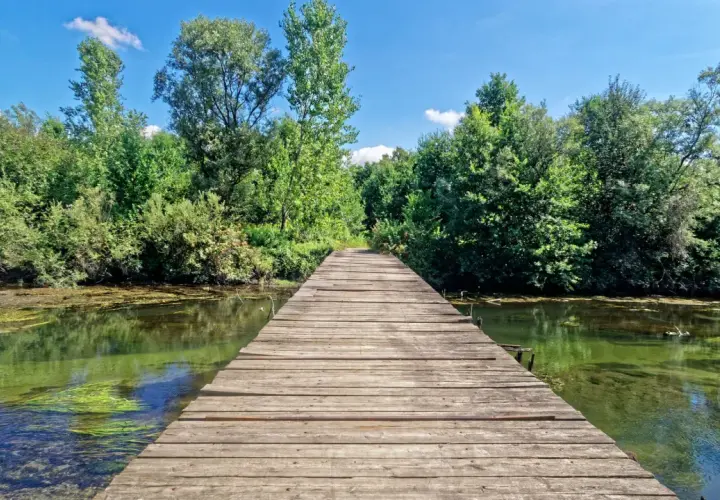 Un pontile in legno conduce verso un bosco lussureggiante, ideale per scoprire cosa vedere vicino a Vigevano.