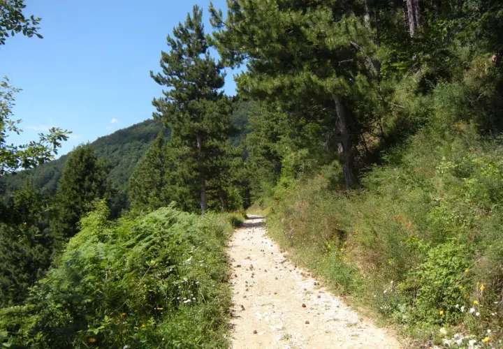 Sentiero sterrato sul monte Penice, tra pini e vegetazione rigogliosa, sotto un cielo azzurro.