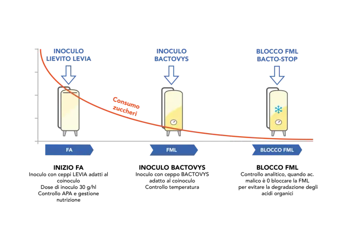 Diagramma che illustra le fasi di fermentazione malolattica: inoculo lievito, inoculo batteri e blocco FML.