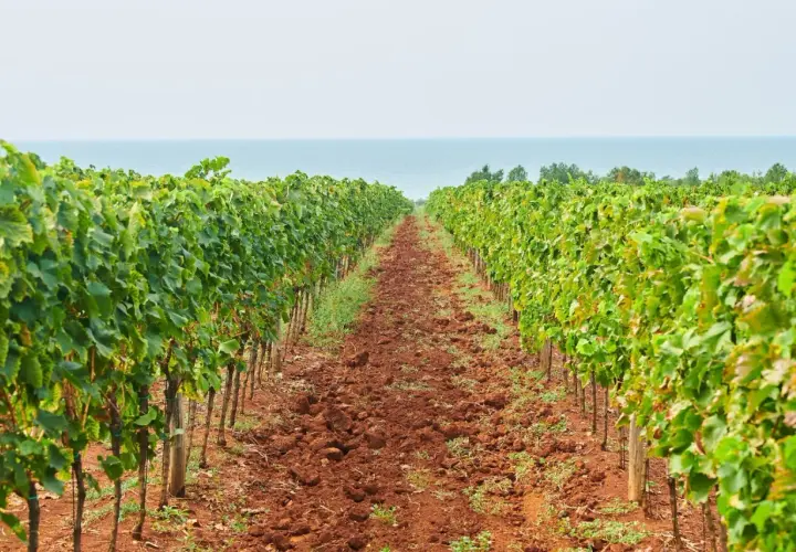 Vigneto di malvasia istriana con il mare all'orizzonte. Il terreno rosso e le viti rigogliose promettono un ottimo raccolto.