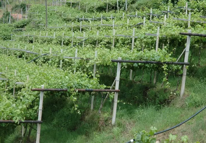 Vite a pergola semplice su un pendio verdeggiante, con filari ordinati e rigogliosi.