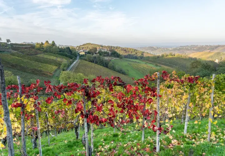 Vigneti con foglie rosse e gialle in autunno, con dolci colline e case sparse, un paesaggio tipico di Canneto Pavese.