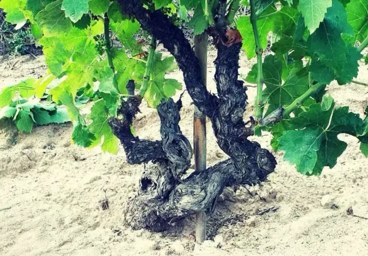 Un antico piede franco di vite, con tronco contorto e foglie verdi rigogliose, emerge da un terreno sabbioso.