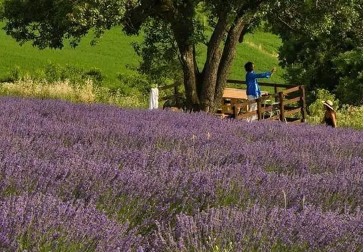 Un campo di lavanda profumata, con due persone che ammirano il panorama. Un luogo di fortunago e serenità.