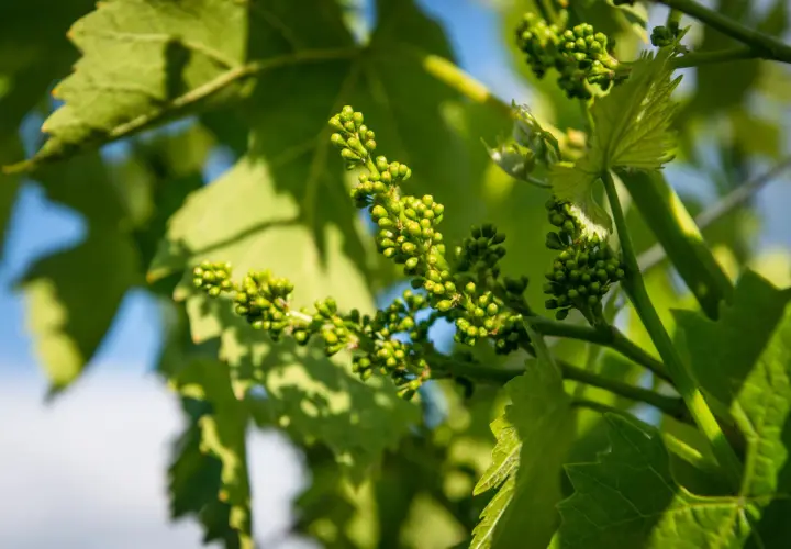 Grappoli di piccoli acini verdi, promettendo future vendemmie. Le foglie della vite creano ombre danzanti, mostrando le fasi fenologiche della vite.