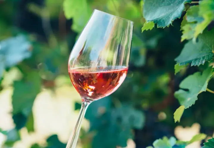 Calice di vino rosato tra le foglie di vite, un assaggio del processo di wine making.