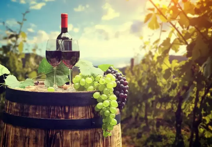 Botti di legno, bicchieri di vino rosso e grappoli di uva rara, bianca e nera, in un vigneto al tramonto.