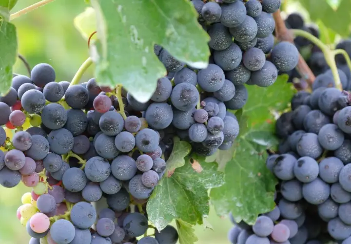Grappoli d'uva scura, con sfumature violacee e rosate, mostrano la piena maturazione fenolica. Le bacche sono ricoperte da una leggera pruina, segno di freschezza.