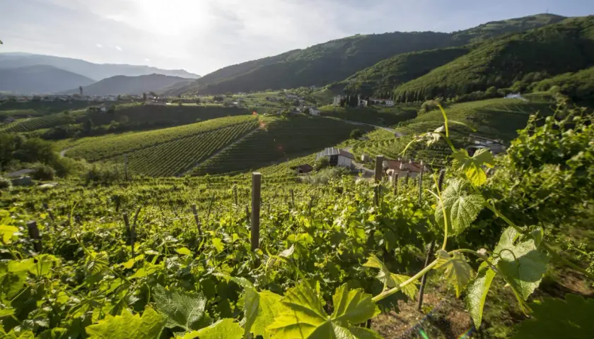 Colline verdi con vigneti terrazzati, case sparse e montagne sullo sfondo. Un paesaggio che evoca la cura e il rispetto per la terra, ideale per un vino sostenibile.