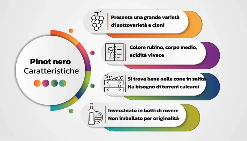 Caratteristiche del Pinot nero: grande varietà, colore rubino, acidità vivace, terreni calcarei e invecchiamento in rovere. Un vero gioiello, forse il miglior Pinot nero italiano.