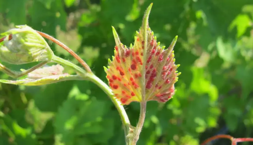 Foglia di vite con macchie rosse, sintomo della fillossera della vite.