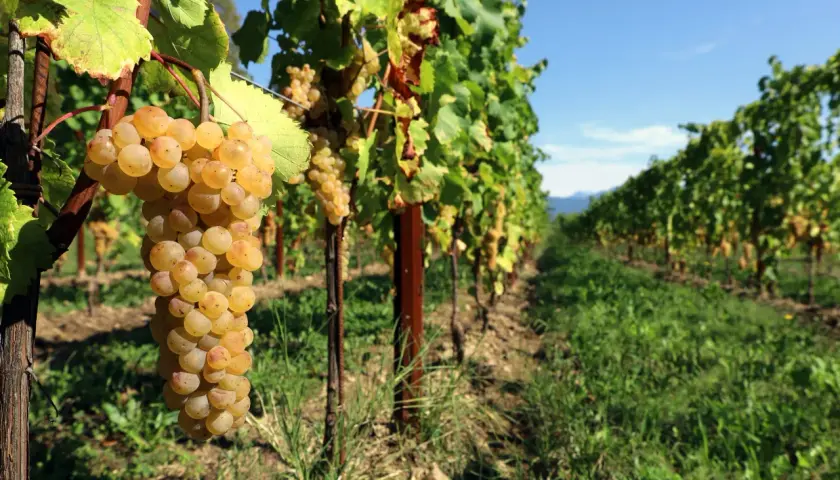 Grappolo di Ribolla Gialla matura, simbolo dell'origine di un vino bianco friulano.