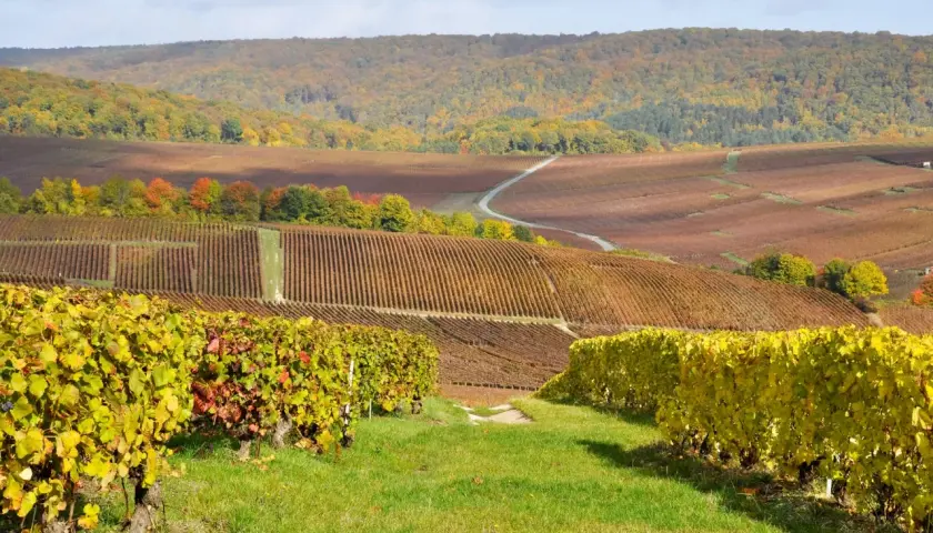 Vigneti dorati e rossi si estendono a perdita d'occhio, un paesaggio autunnale che evoca la magia della champagne regione.