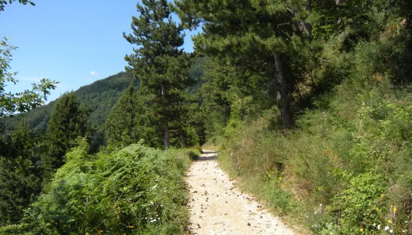 Sentiero sterrato sul monte Penice, tra pini e vegetazione rigogliosa, sotto un cielo azzurro.