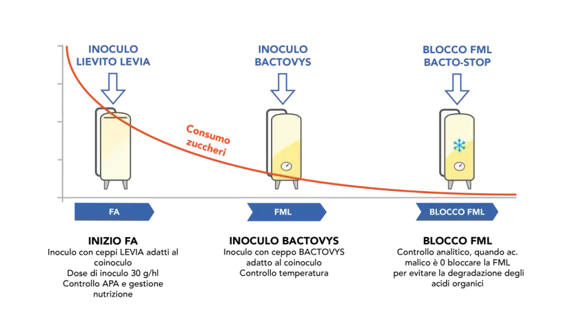 Diagramma che illustra le fasi di fermentazione malolattica: inoculo lievito, inoculo batteri e blocco FML.