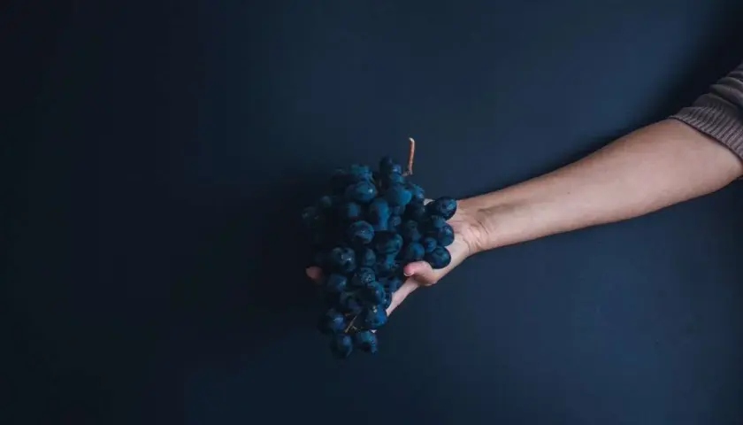 Mano che offre un grappolo di uva scura, un'immagine che evoca la Madonna dell'uva.