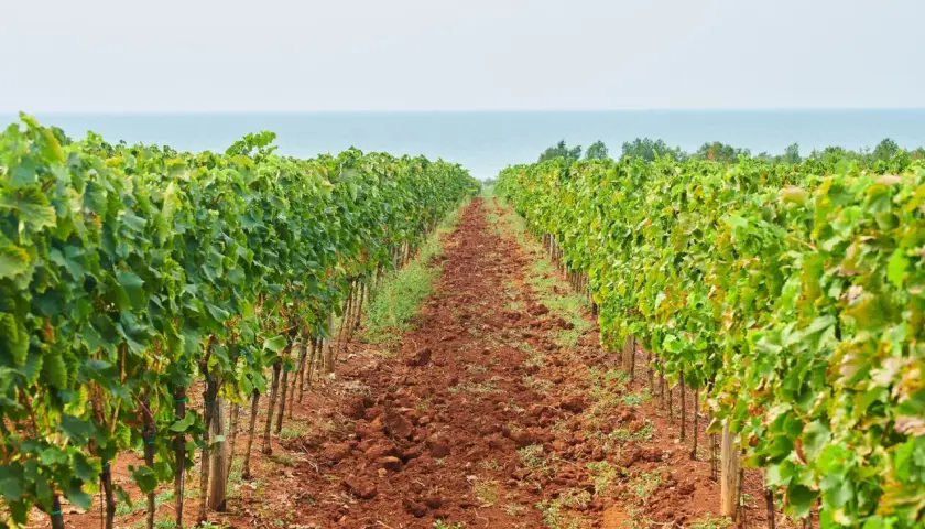 Vigneto di malvasia istriana con il mare all'orizzonte. Il terreno rosso e le viti rigogliose promettono un ottimo raccolto.