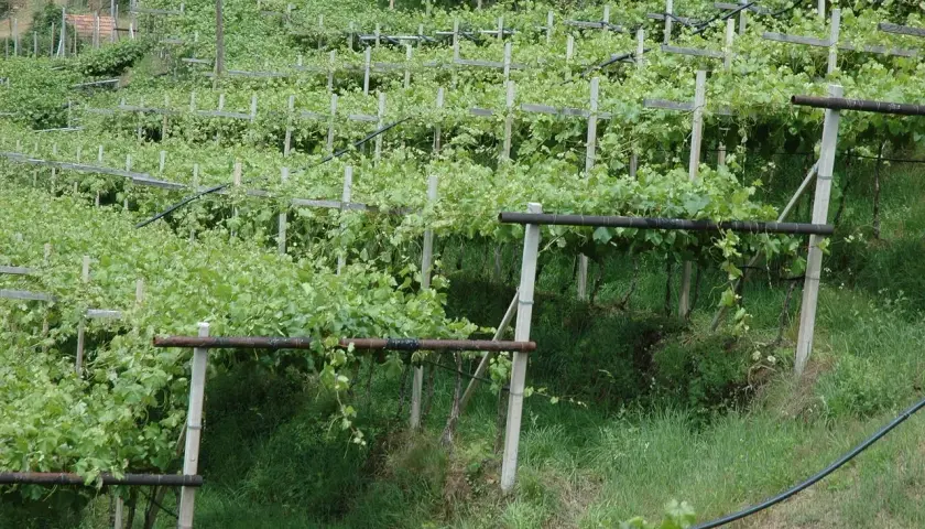 Vite a pergola semplice su un pendio verdeggiante, con filari ordinati e rigogliosi.