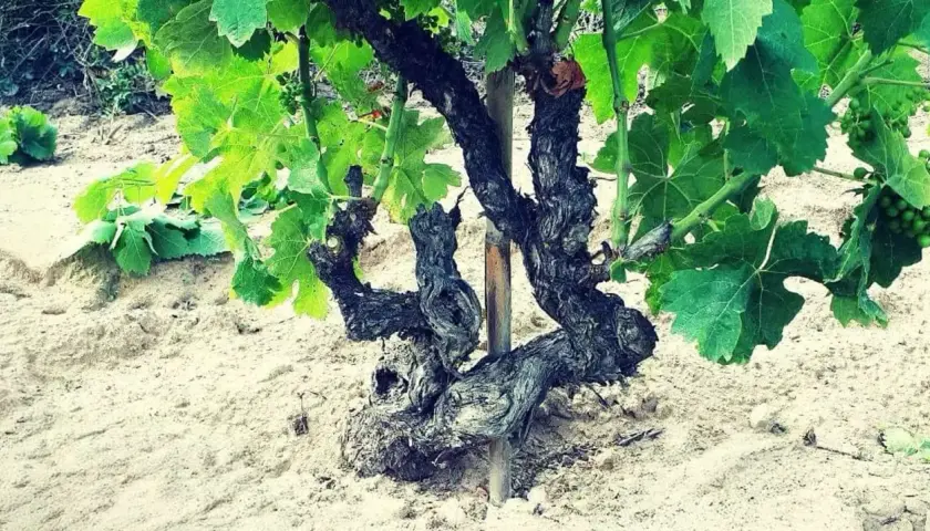 Un antico piede franco di vite, con tronco contorto e foglie verdi rigogliose, emerge da un terreno sabbioso.