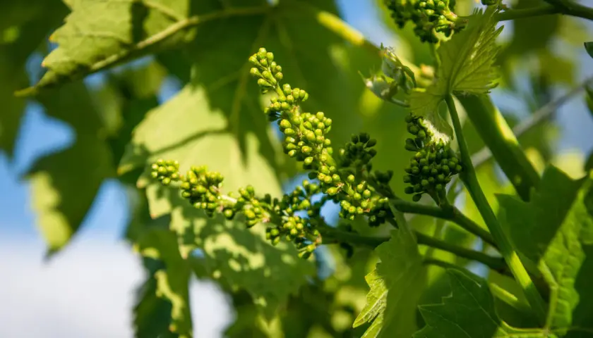 Grappoli di piccoli acini verdi, promettendo future vendemmie. Le foglie della vite creano ombre danzanti, mostrando le fasi fenologiche della vite.